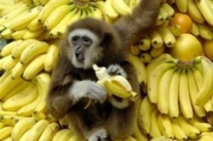 Контрабандисты прятали кокаин в бананах