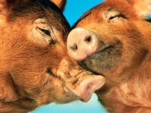 В Приазовском районе спасли пять десятков свиней